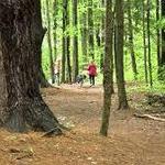 Gillies Grove Nature Reserve