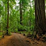 Henry Cowell Redwoods State Park