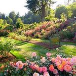 International Rose Test Garden