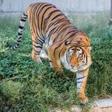 Zoologico Guadalajara