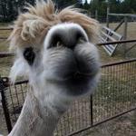 Orcas Moon Alpacas
