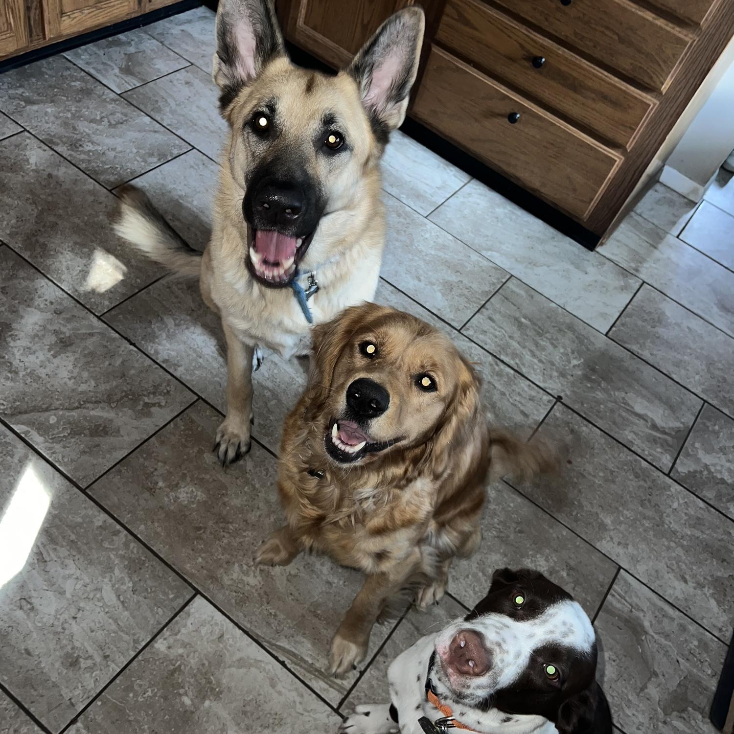 The three dogs