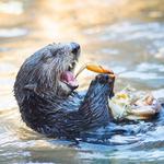 Point Defiance Zoo & Aquarium