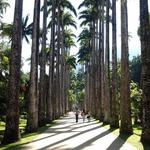 Jardim Botânico do Rio de Janeiro (Botanical Gardens)