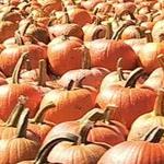 Tim's Pumpkin Patch