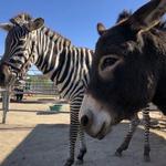 Sugarplum Farm of Temecula