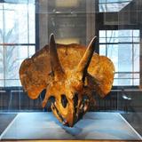 The Harvard Museum of Natural History