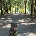 Disc Golf at Blyth Park