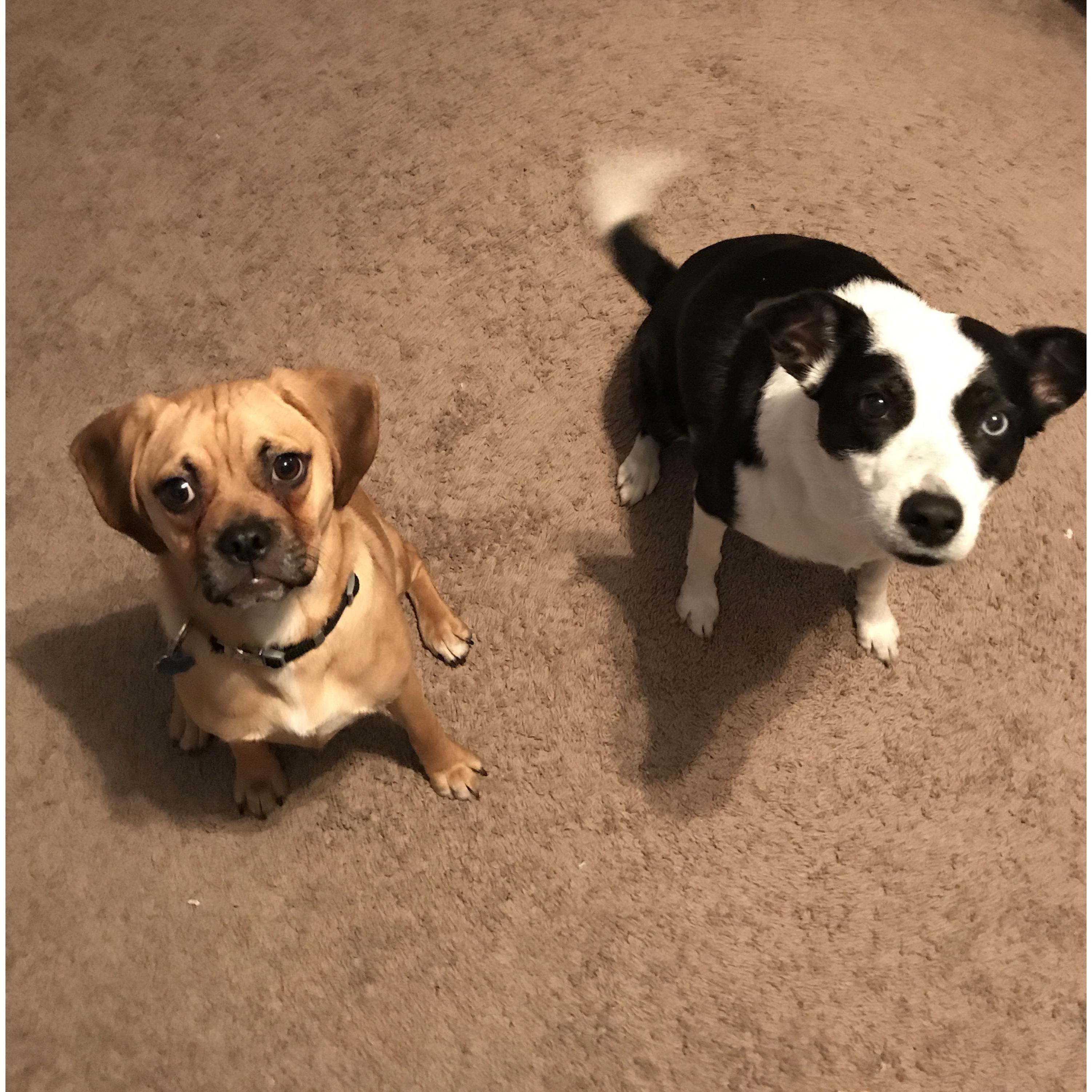 The Clark Furbabies...Oscar the puggle and Georgia the border collie mix.  How we spend most of our non-parenting time together...hanging with the fur babies.