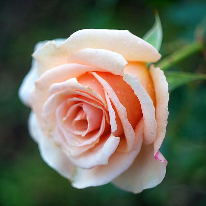 The Wedding Website of Martin B and Martina B