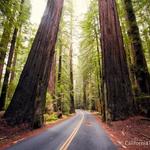 Avenue Of The Giants Forest