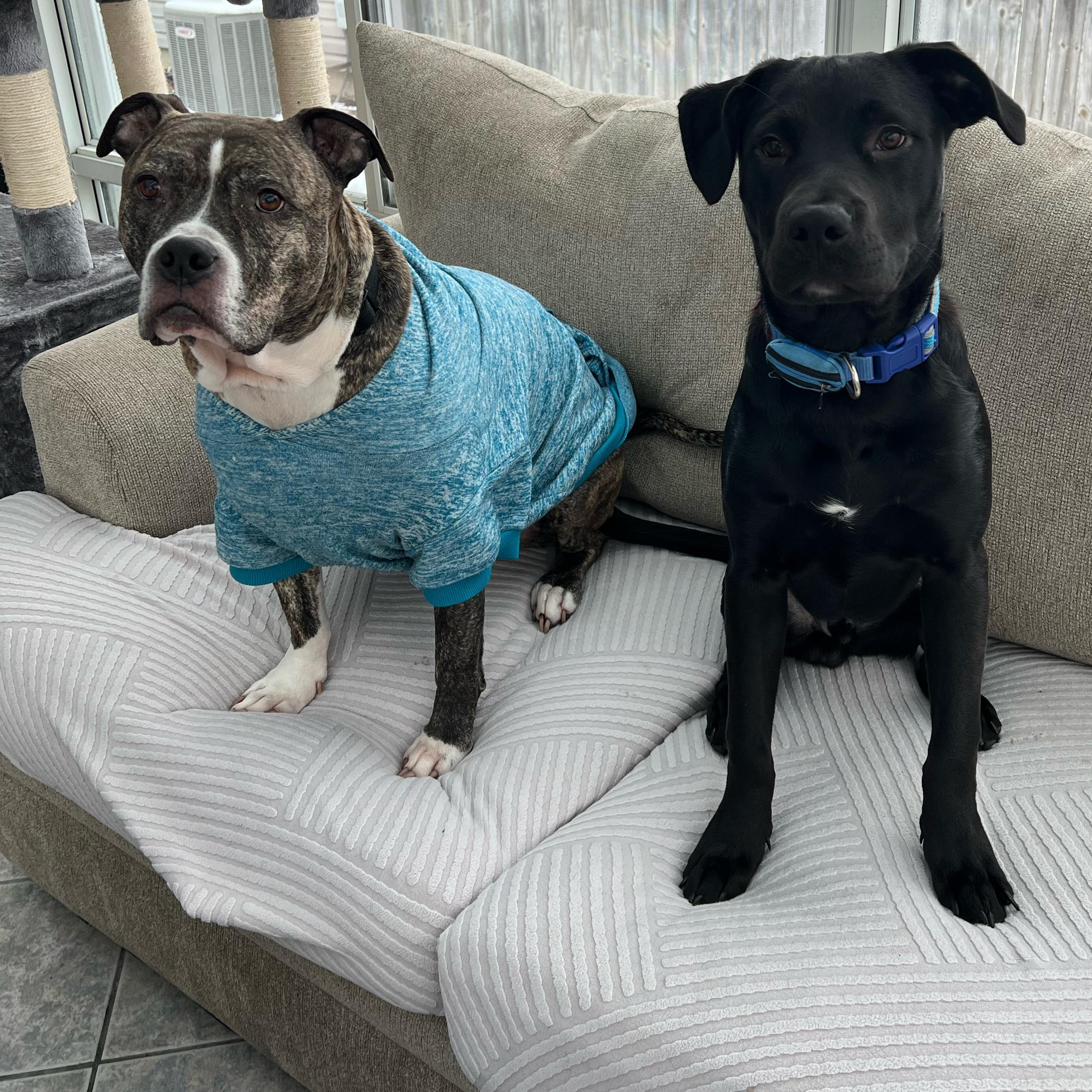 Fence for the dogs