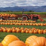 Fort Vannoy Farms
