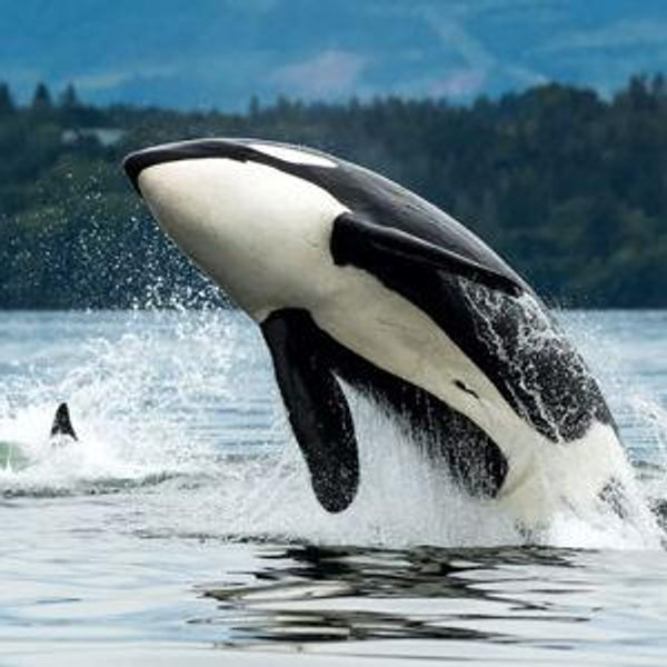 Chasing orcas