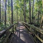 Highlands Hammock State Park