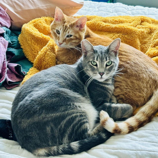Treats for Lancelot & Arthur