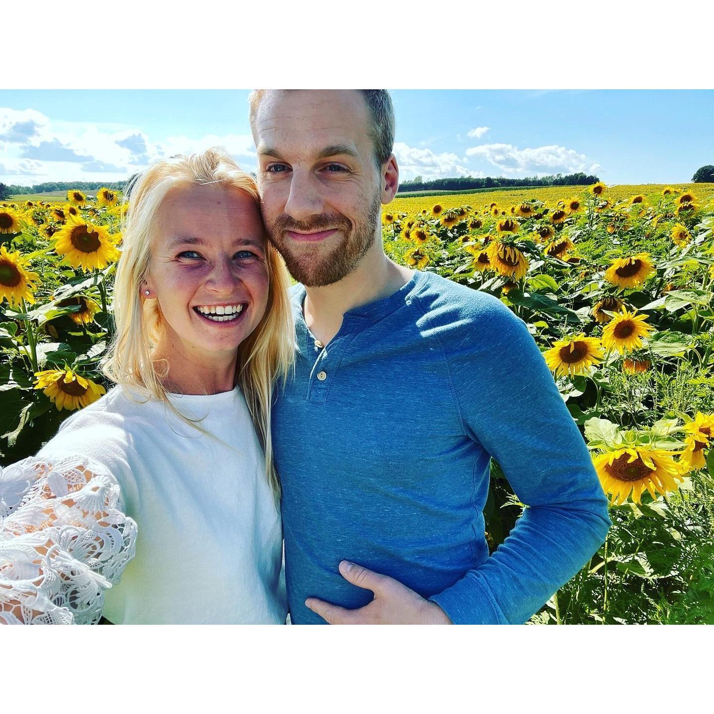 Sunflower fields in Traverse City, MI