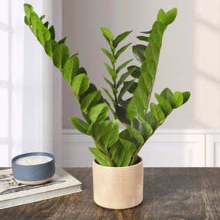 Artificial ZZ Plant