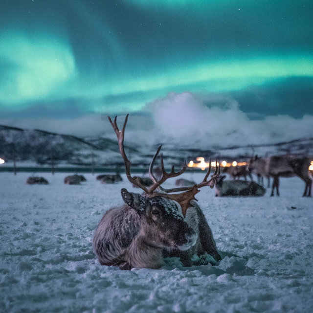 Honeymoon - Tromsø, Norway Reindeer Feeding
