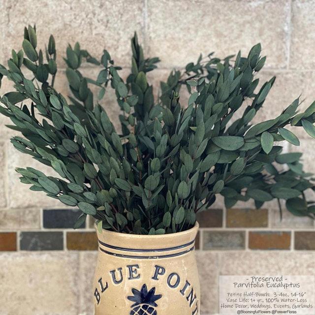 Eucalyptus: Preserved-Dried Parvifolia Teardrop Bunch