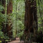 Henry Cowell Redwoods State Park