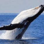 Whale Watching