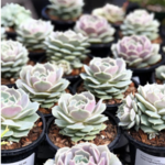 Highway 92 Succulents