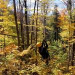 ArborTrek Canopy Adventures