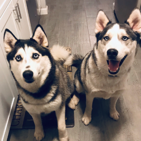 These two goofballs are our furbabies 
Kuba & Denali