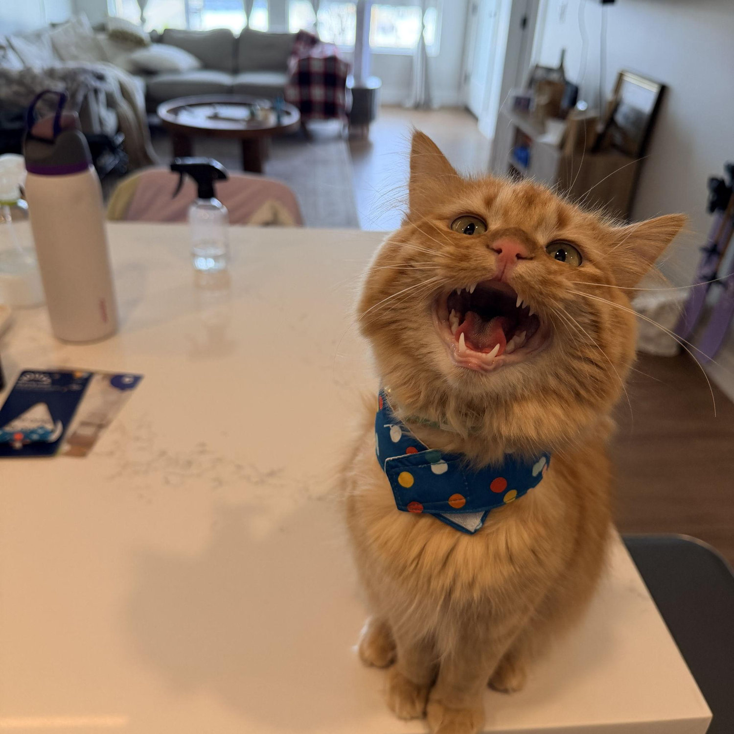 MEOW