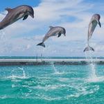 Dolphin Discovery Punta Cana