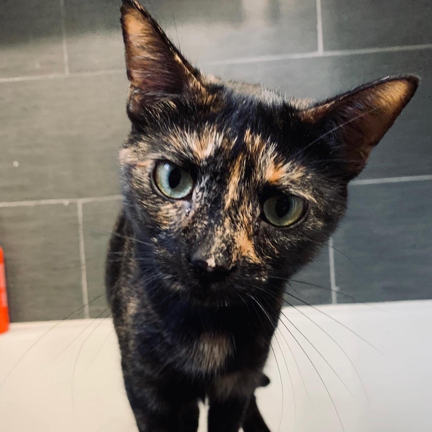 Their cat Gina!