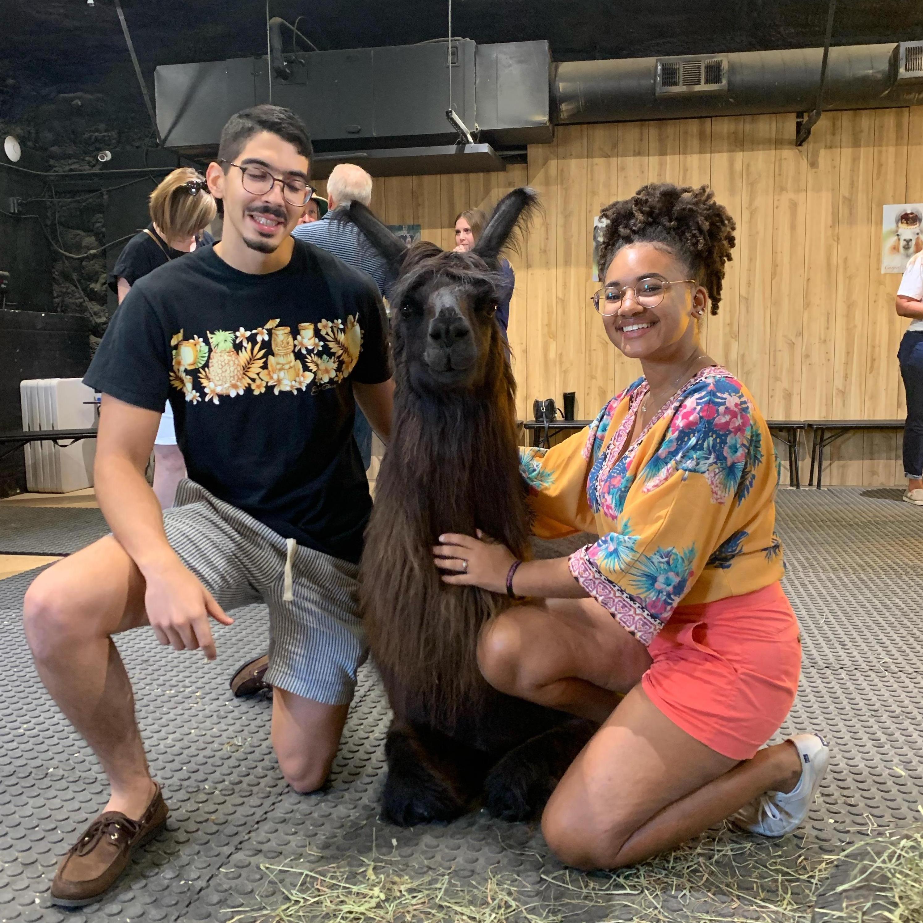 When we asked this llama, "¿Como te llama?" he hummed back at us "Barack Ollama!"