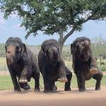 The Preserve - Elephant Preserve