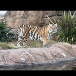 Mike the Tiger's Habitat