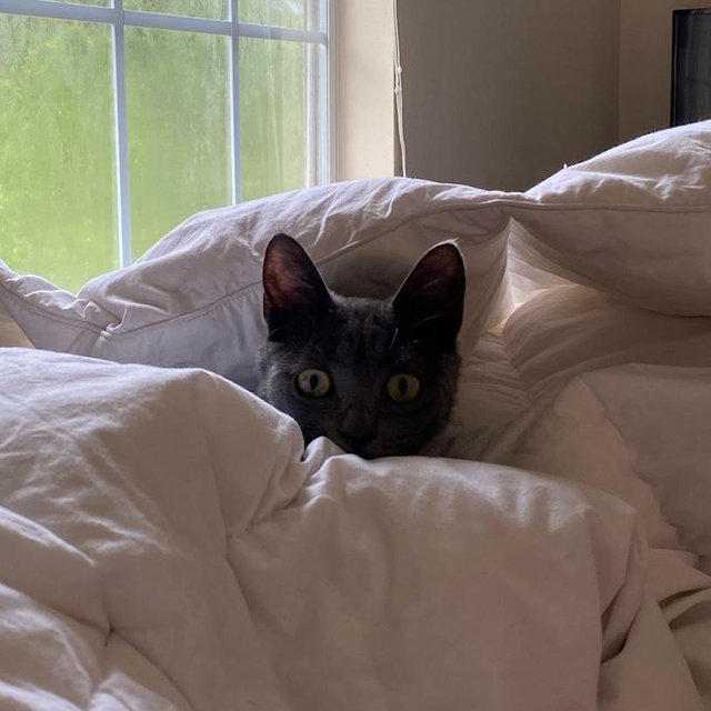 catapalooza donation