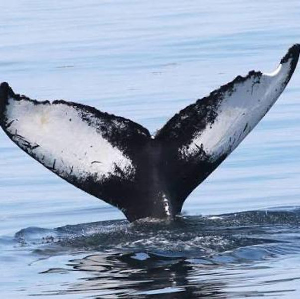 Whale Watching for our Honeymoon