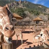 Cheyenne Mountain Zoo