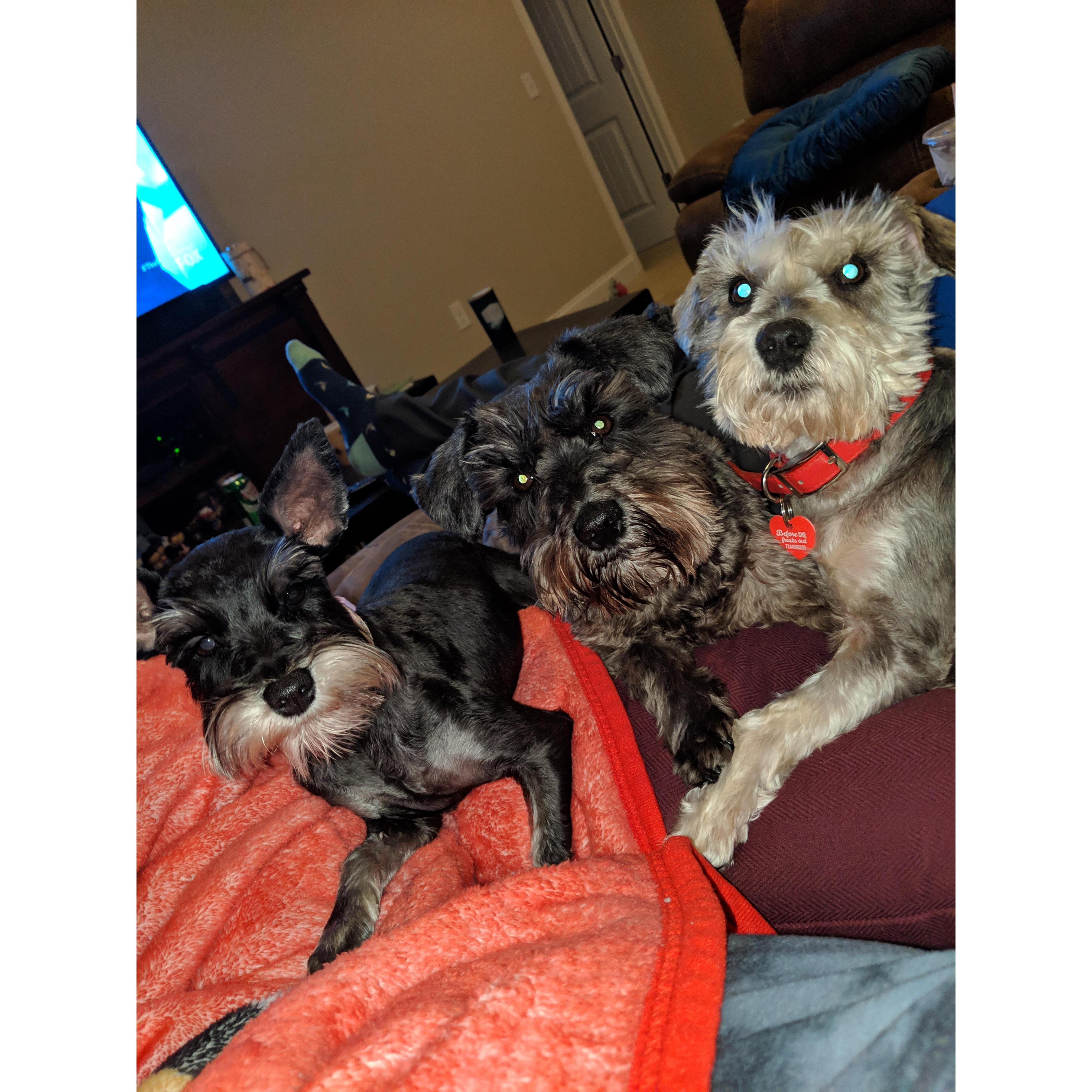 Penny, Daisy, and Bentley! Our puppies