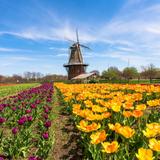 Tulip Time Festival