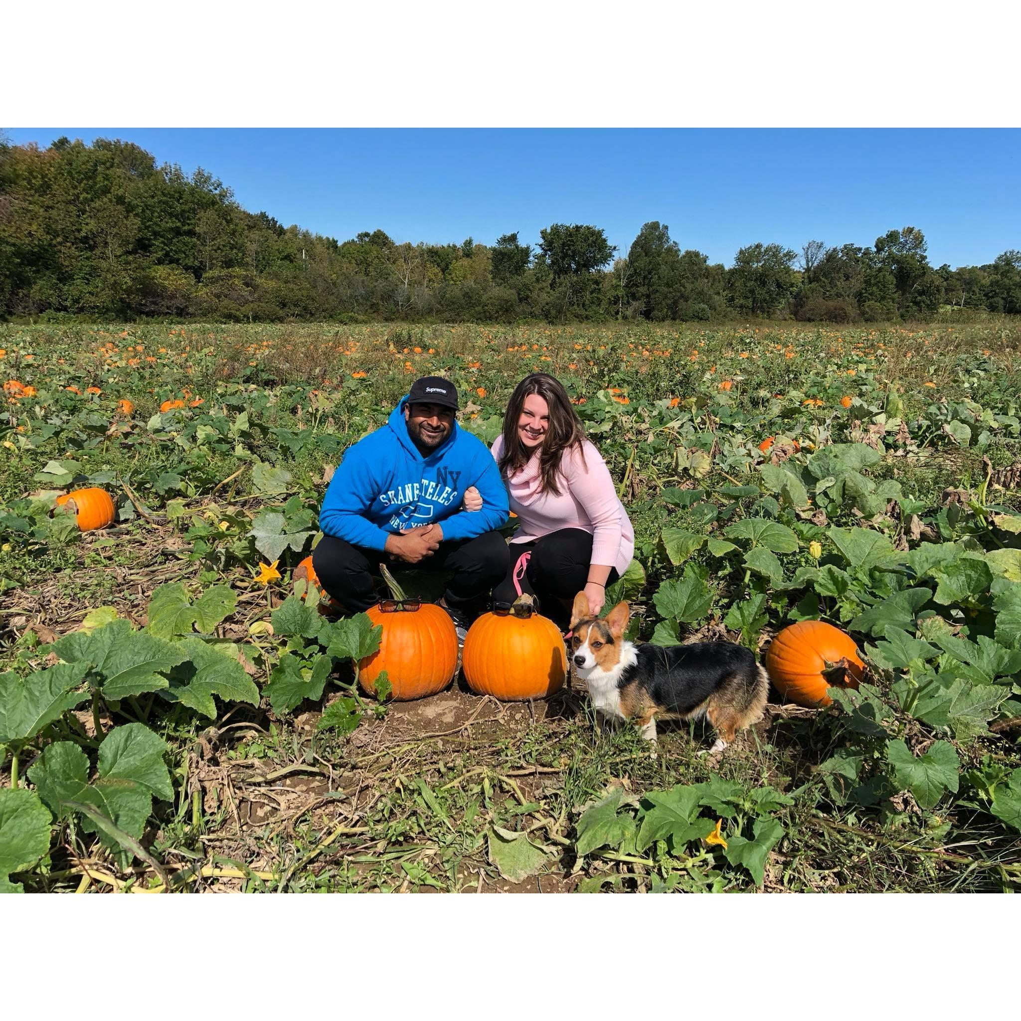 Family pumpkin picking