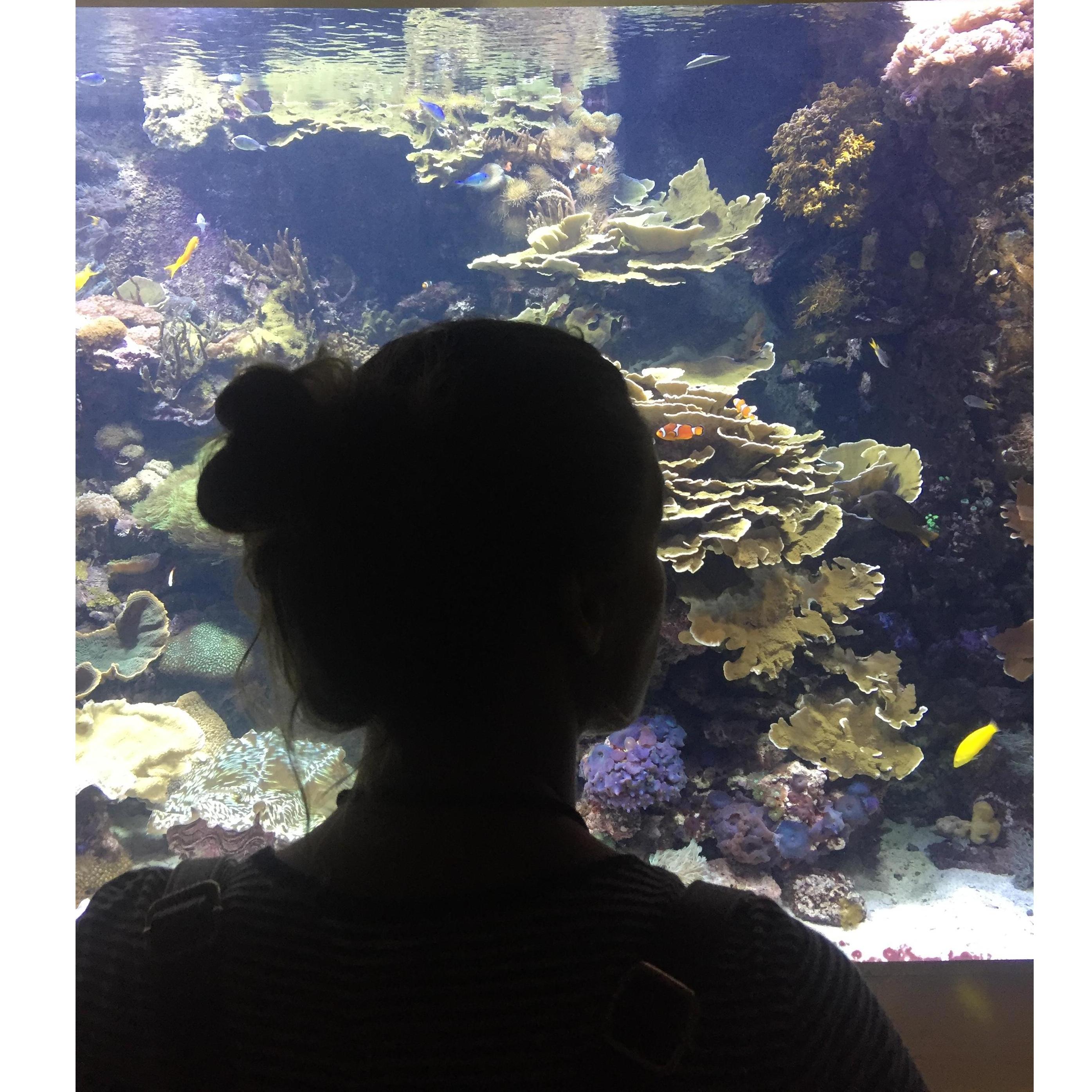 I love fish.