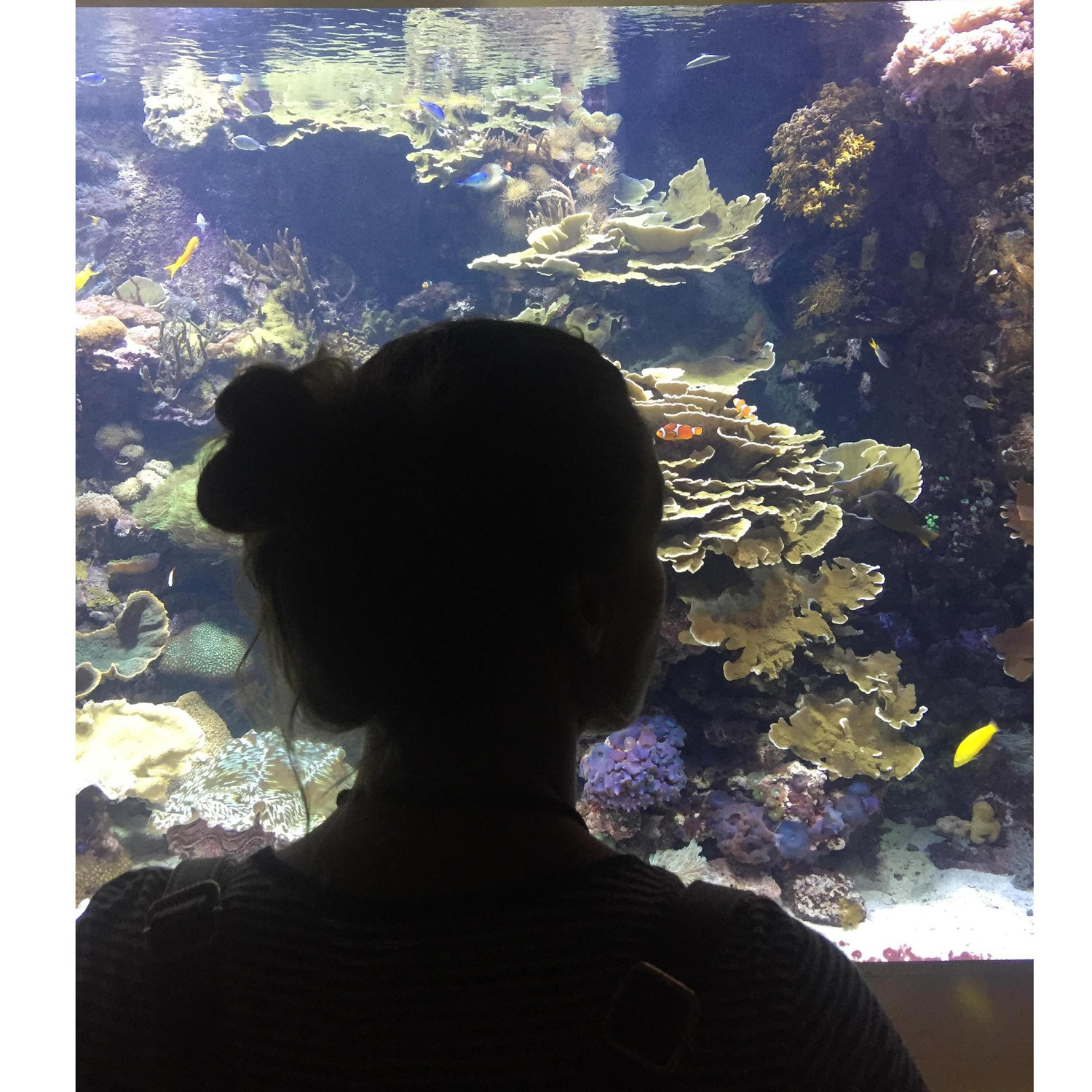 I love fish.