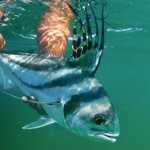Inshore Fly Fishing