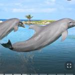 Dolphin Cove Montego Bay