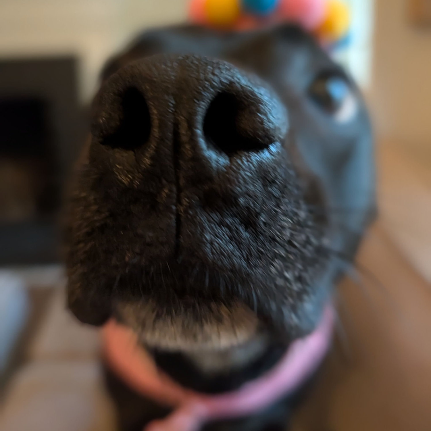 Boop the snoot