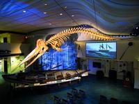 Whaling Museum