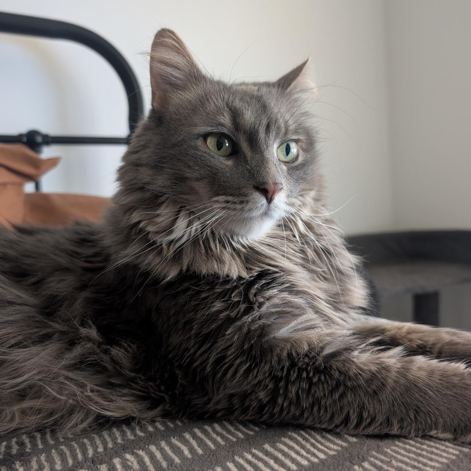 Majestic Schenley (laying on Tianna’s side of the bed)