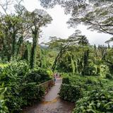 Manoa Falls