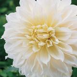 Dahlia 1